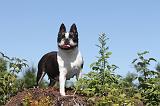 BOSTON TERRIER 010